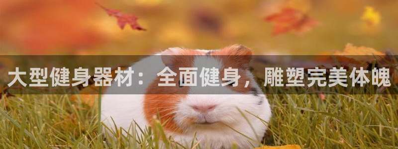 凯时AG网：大型健身器材：全面健身，雕塑完美体魄