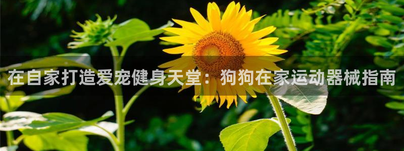 尊龙凯时v7要冲多少：在自家打造爱宠健身天堂：狗狗在家运动器